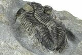 Double Coltraneia Trilobite Fossil - Huge Faceted Eyes #363238-6